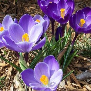 Meet your Posher, Victoria